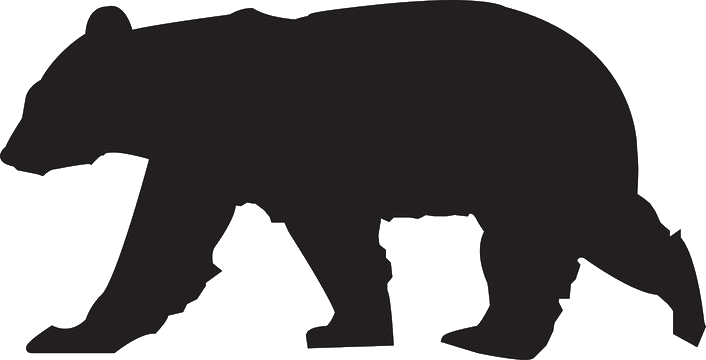 Bear illustration